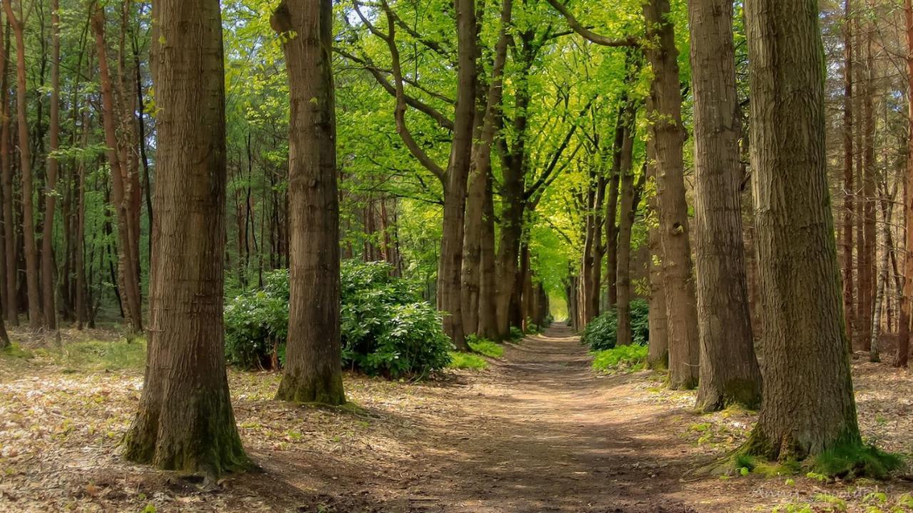 Vakantiehuis In Een Prachtige Bosrijke Omgeving In Twente! Bornerbroek Kültér fotó